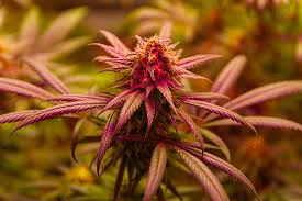 The Comprehensive Guide to Cannabis Seeds Manitoba The Comprehensive Guide to Cannabis Seeds Manitoba