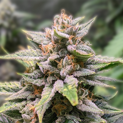 The Comprehensive Guide to Cannabis Seeds Manitoba The Comprehensive Guide to Cannabis Seeds Manitoba
